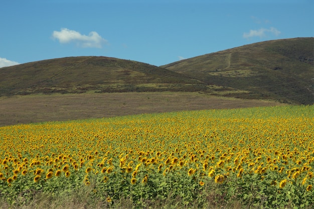 Um campo de girassóis em flor nas colinas em um dia ensolarado