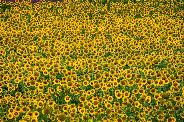 Um campo de girassóis em um dia ensolarado de verão