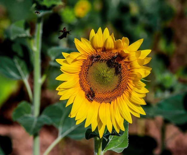 Um campo de girassóis em um dia ensolarado de verão