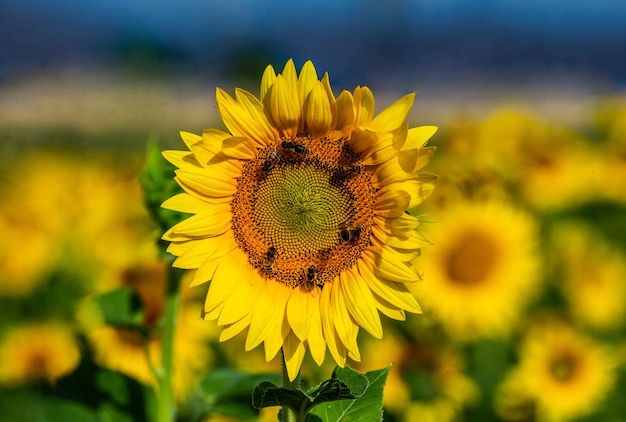 Um campo de girassóis em um dia ensolarado de verão