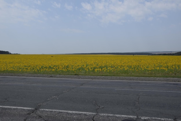 Um campo de girassóis floridos ao longo de uma estrada rural