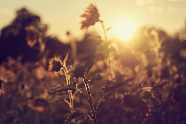 Um campo de girassóis nos raios do sol poente