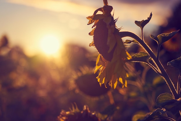 Um campo de girassóis nos raios do sol poente