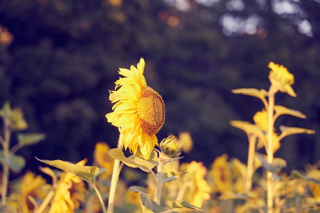 Um campo de girassóis nos raios do sol poente