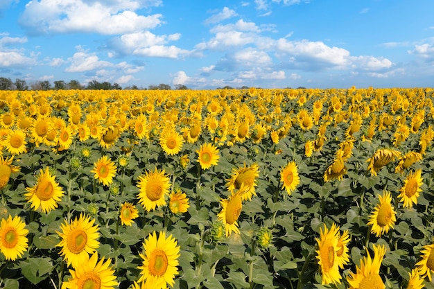 Um campo de girassóis num dia ensolarado Um campo sem fim coberto de muitos girassóis Um céu nublado ao fundo