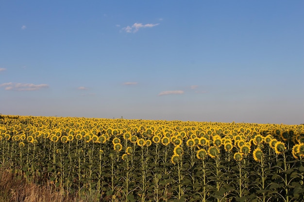 Um campo de girassóis