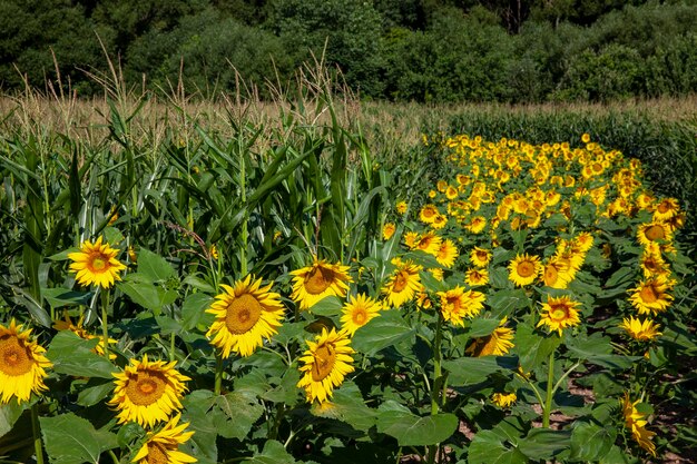 Um campo de girassol com um grande número de girassóis para aumentar a colheita de alimentos