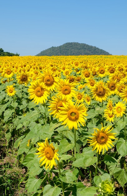 Foto um campo de girassol em flor no campo