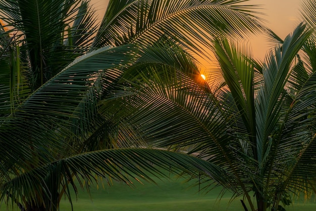 Um campo de golfe com palmeiras em primeiro plano