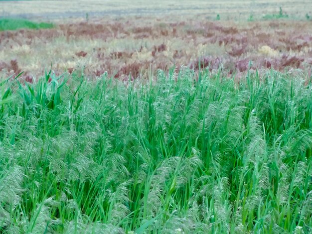 Um campo de grama alta com a palavra pradaria