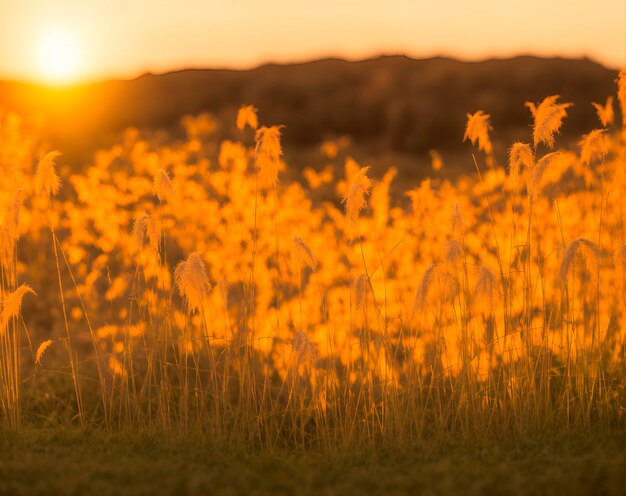 Um campo de grama alta com o sol a pôr-se atrás dele