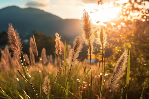 um campo de grama alta com o sol se pondo ao fundo