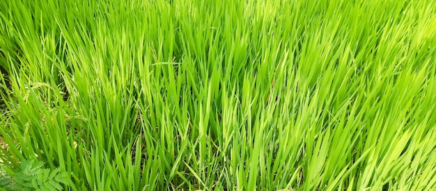 Foto um campo de grama com a grama verde no fundo