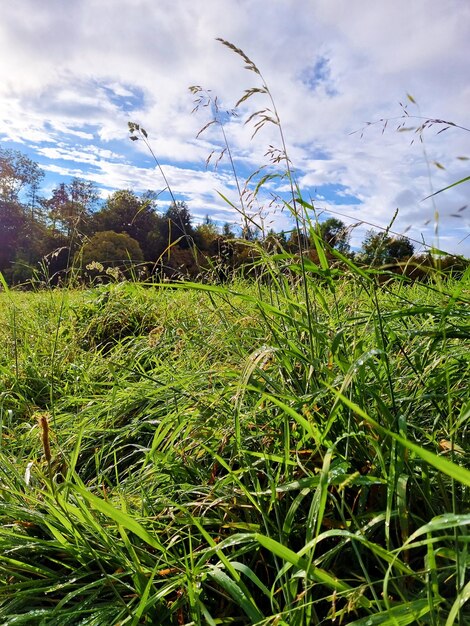 Foto um campo de grama com a palavra 