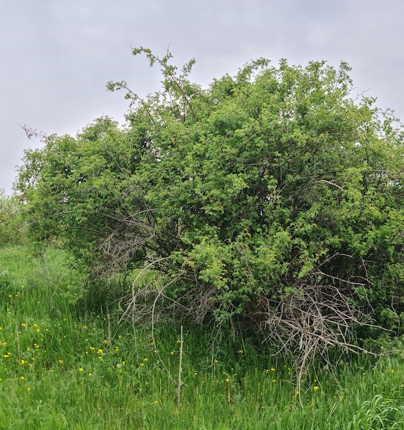 Um campo de grama com algumas pequenas árvores e um fundo de céu.