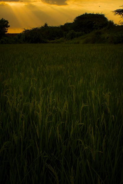 Um campo de grama com o sol se pondo atrás dele