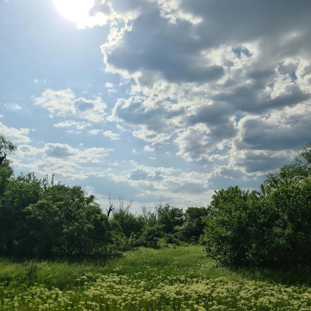 Um campo de grama com um céu nublado e um sol ao fundo.