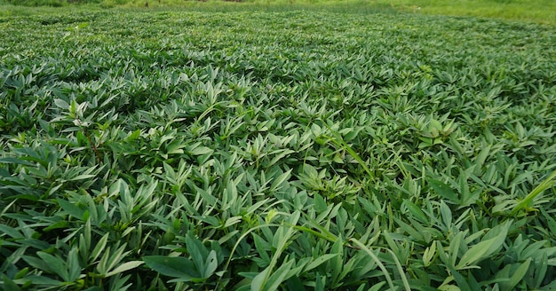 Foto um campo de grama com um fundo verde