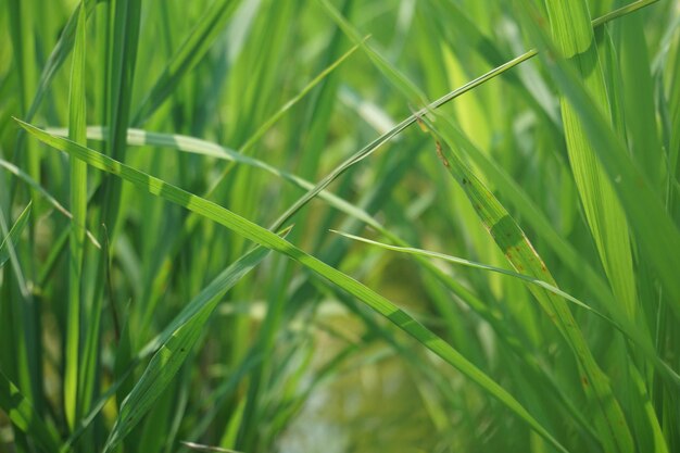 um campo de grama com um inseto nele