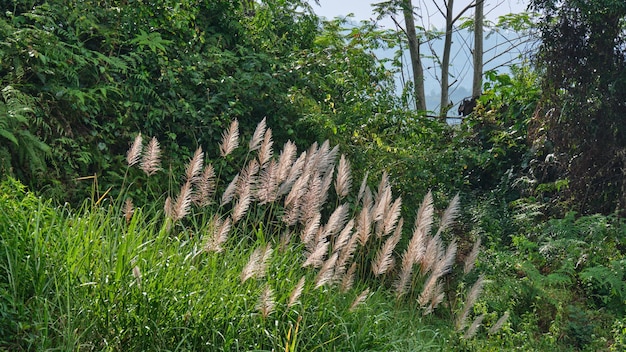 Um campo de grama com uma montanha ao fundo