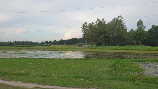 Um campo de grama e árvores