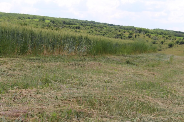 Um campo de grama e árvores