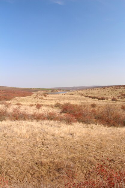 Foto um campo de grama seca