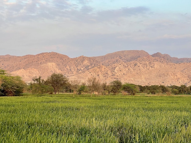 Um campo de grama verde com montanhas ao fundo