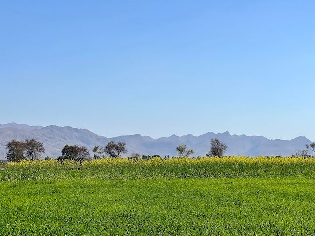 Um campo de grama verde com montanhas ao fundo