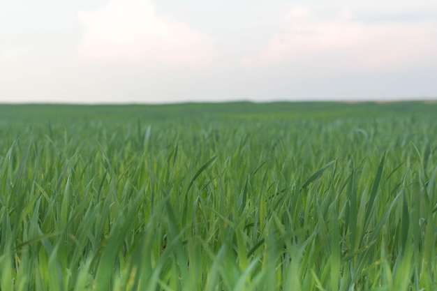 Um campo de grama verde com o céu ao fundo