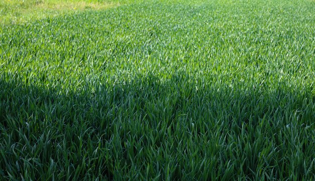 Um campo de grama verde com o sol brilhando sobre ele.