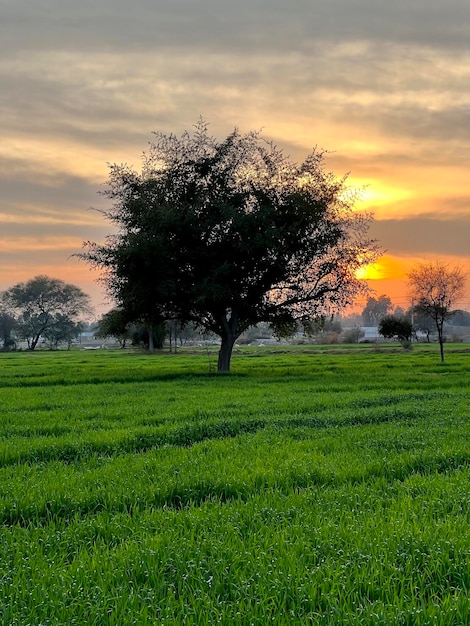 Um campo de grama verde com um pôr do sol ao fundo