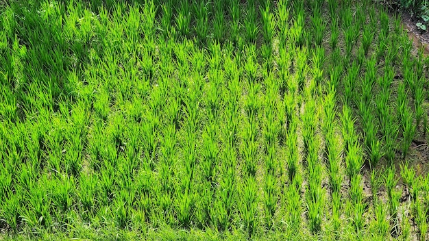 Um campo de grama verde com