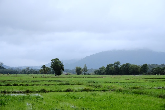 Um campo de grama verde e árvores com montanhas ao fundo