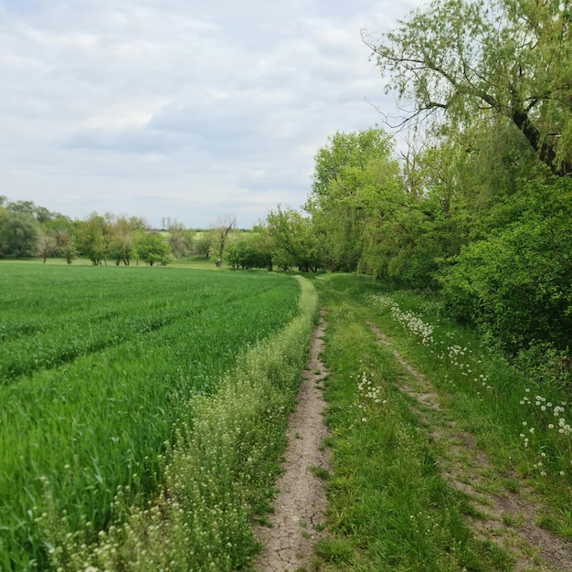 Um campo de grama verde e terra com uma estrada de terra que diz 'a palavra " nela.