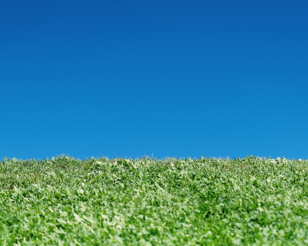 Um campo de grama verde e um céu azul