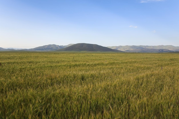 Um campo de grãos verdes e mountainxA