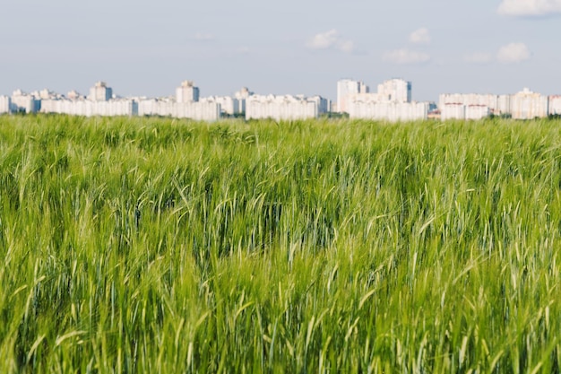 Um campo de grãos verdes no fundo de uma megalópole a grande crise alimentar