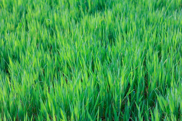 Um campo de jovens brotos verdes de cevada na primavera