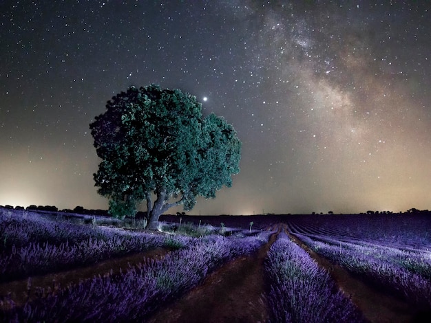 Um campo de lavanda com uma árvore em primeiro plano e a Via Láctea ao fundo
