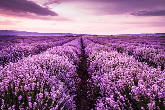 Um campo de lavanda em flor sob as cores roxas do pôr-do-sol de verão.