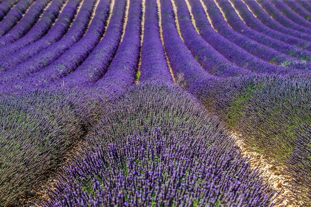 Um campo de lavanda em um dia de verão