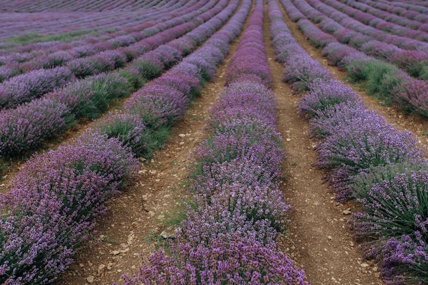 Um campo de lavanda florescendo. fundo roxo floral