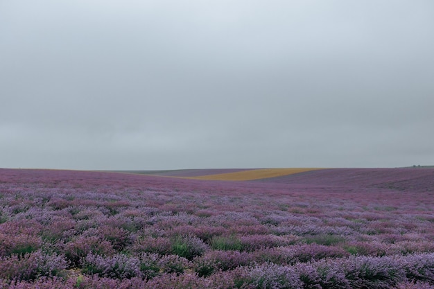 Um campo de lavanda florescendo. Fundo roxo floral