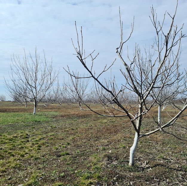 Um campo de macieiras com a palavra maçã