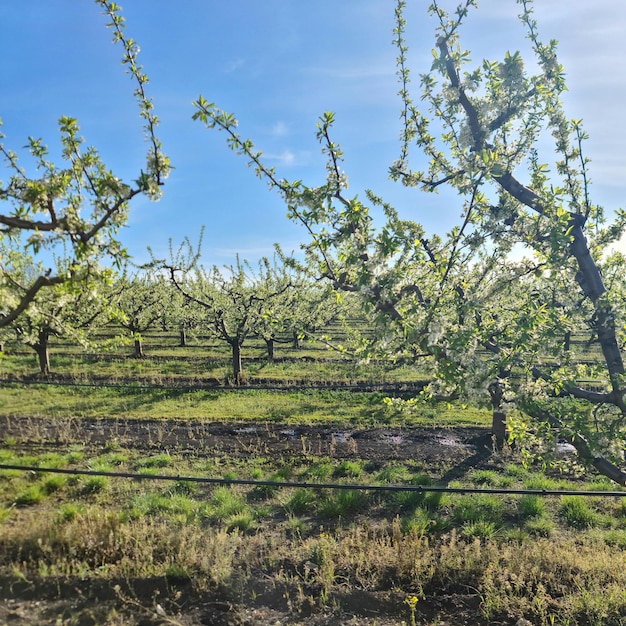 Um campo de macieiras com um céu azul ao fundo