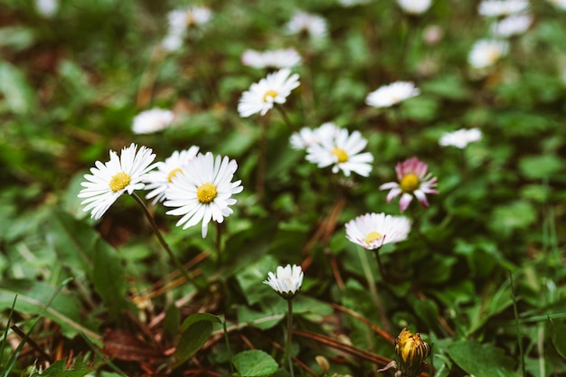 Um campo de margaridas com uma flor rosa no meio