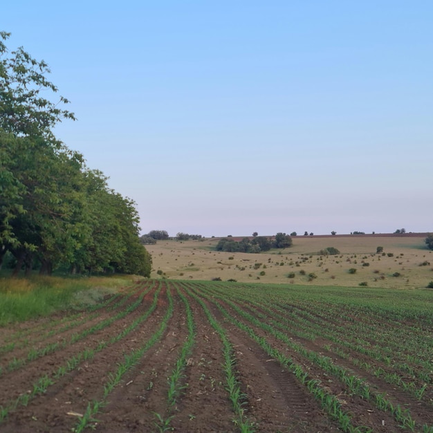 Um campo de milho com um campo ao fundo