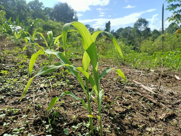 Um campo de milho com uma árvore ao fundo