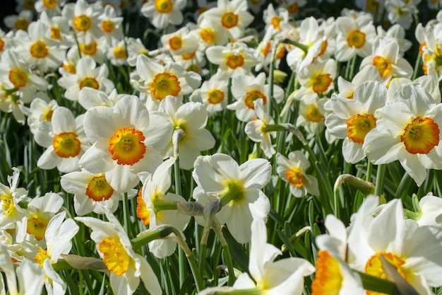 Um campo de narcisos brancos e amarelos com a palavra narcisos nele.